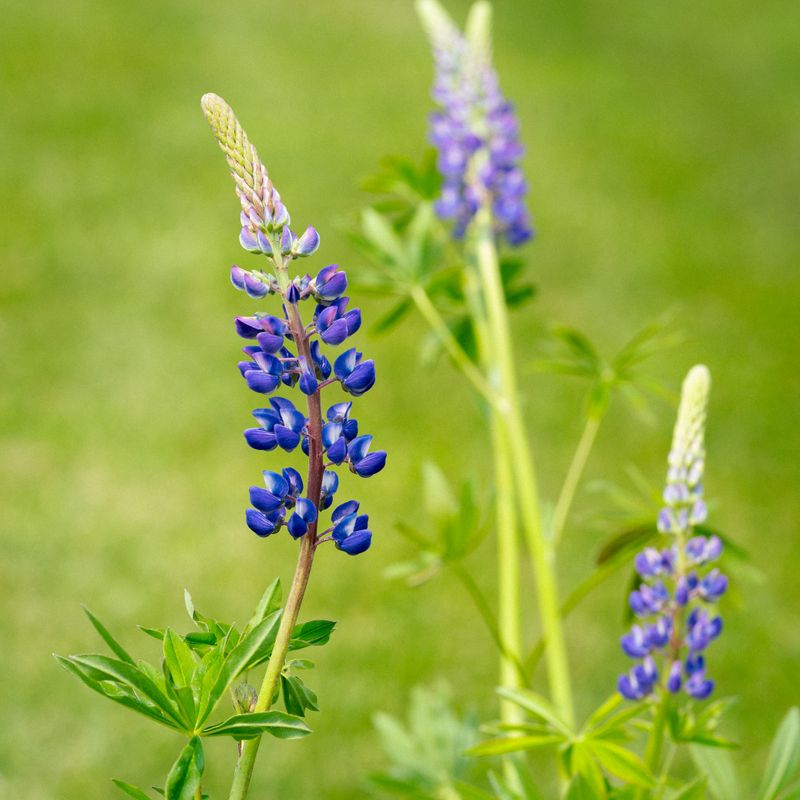 Lupinus perennis - Wild Lupine Lupinus perennis - Wild Lupine