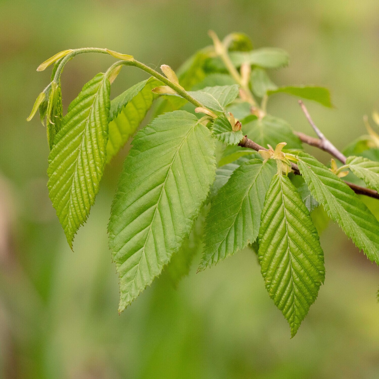 Carpinus caroliniana - Blue-Beech