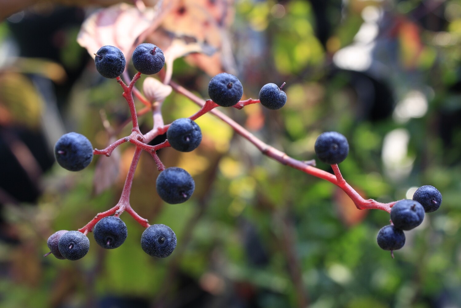 Cornus alternifolia - Alternate-leaved Dogwood