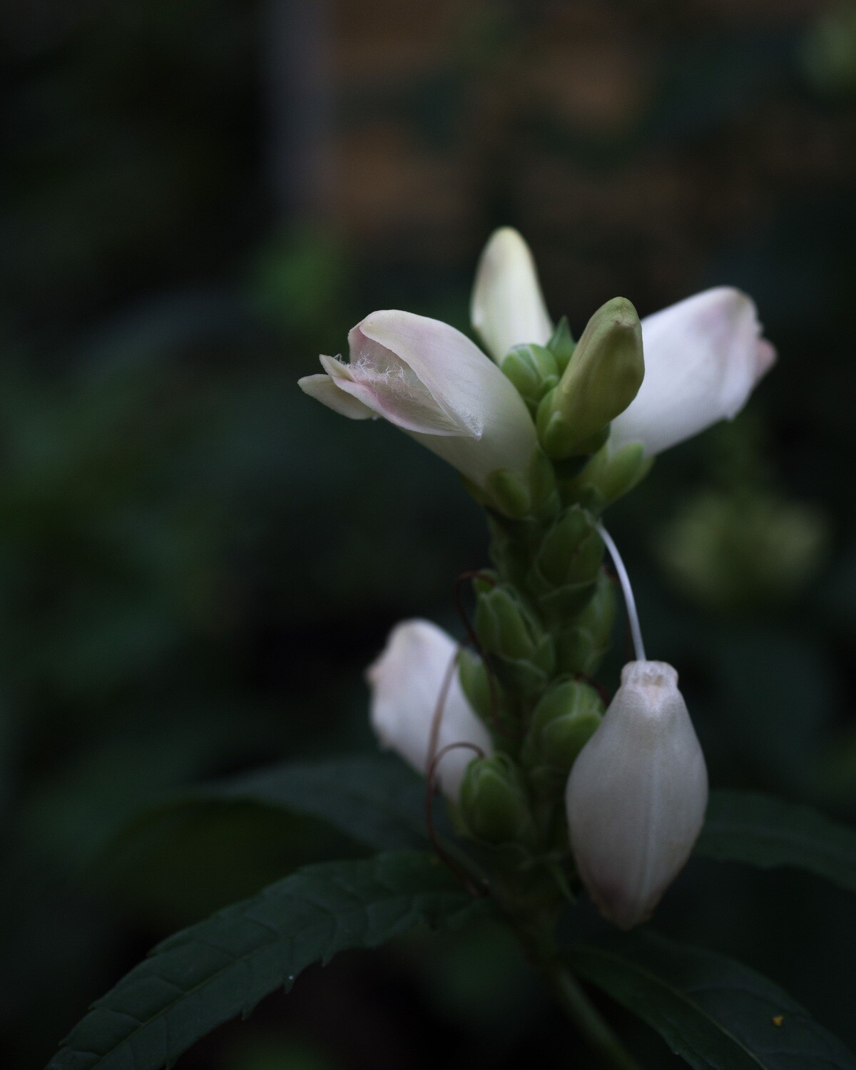 Chelone glabra - Turtlehead