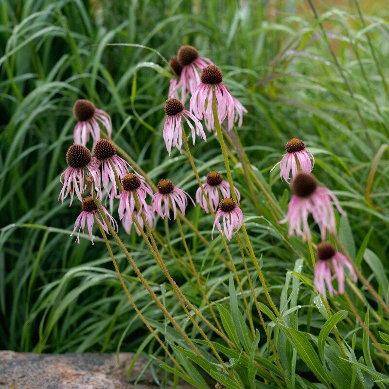 Echinacea pallida - Pale Purple Coneflower Echinacea pallida - Pale Purple Coneflower