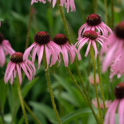 Echinacea pallida - Pale Purple Coneflower