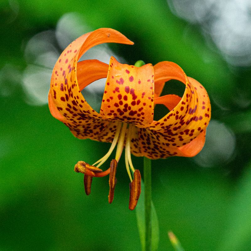 Lilium michiganense - Michigan Lily Lilium michiganense - Michigan Lily
