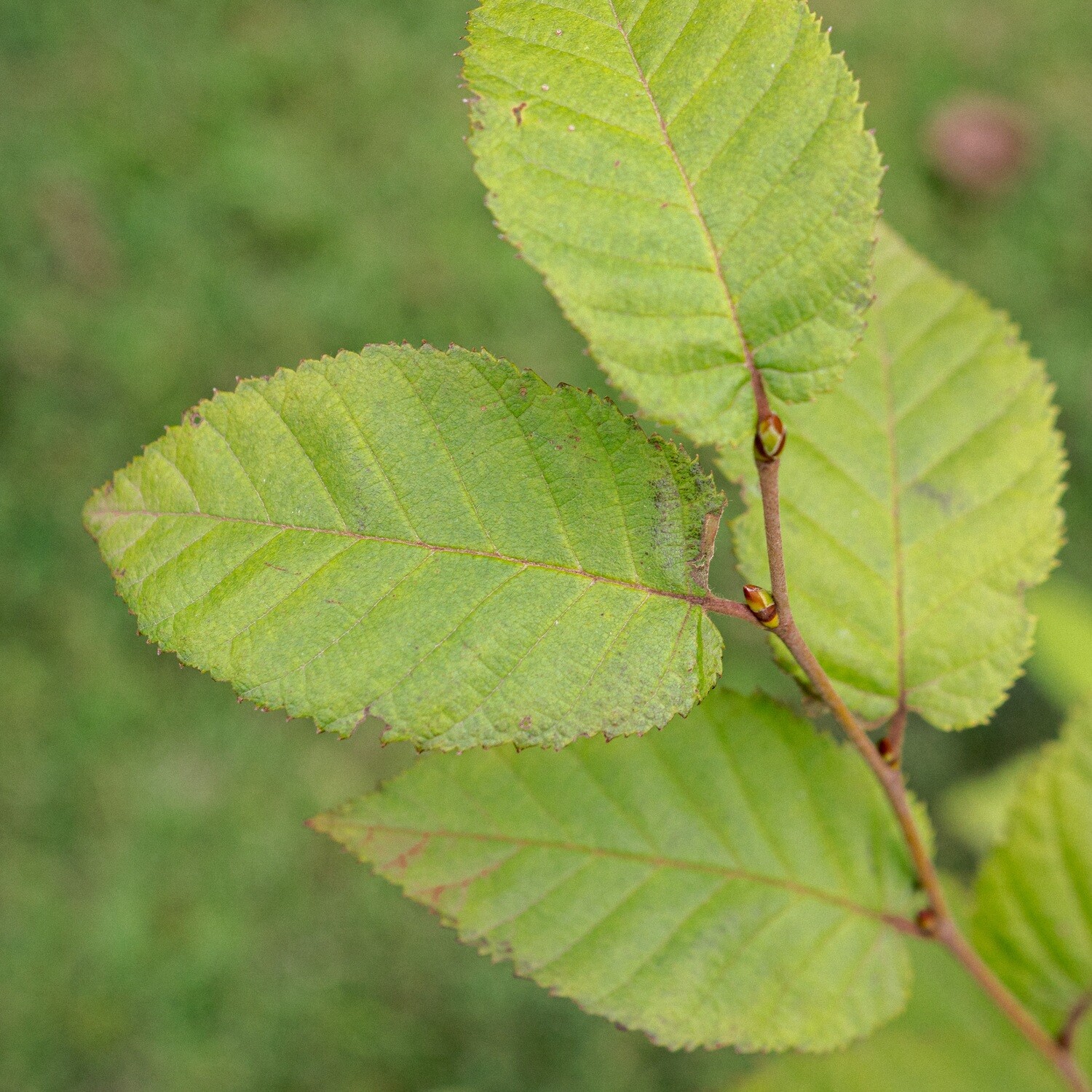 Betula alleghaniensis - Yellow Birch