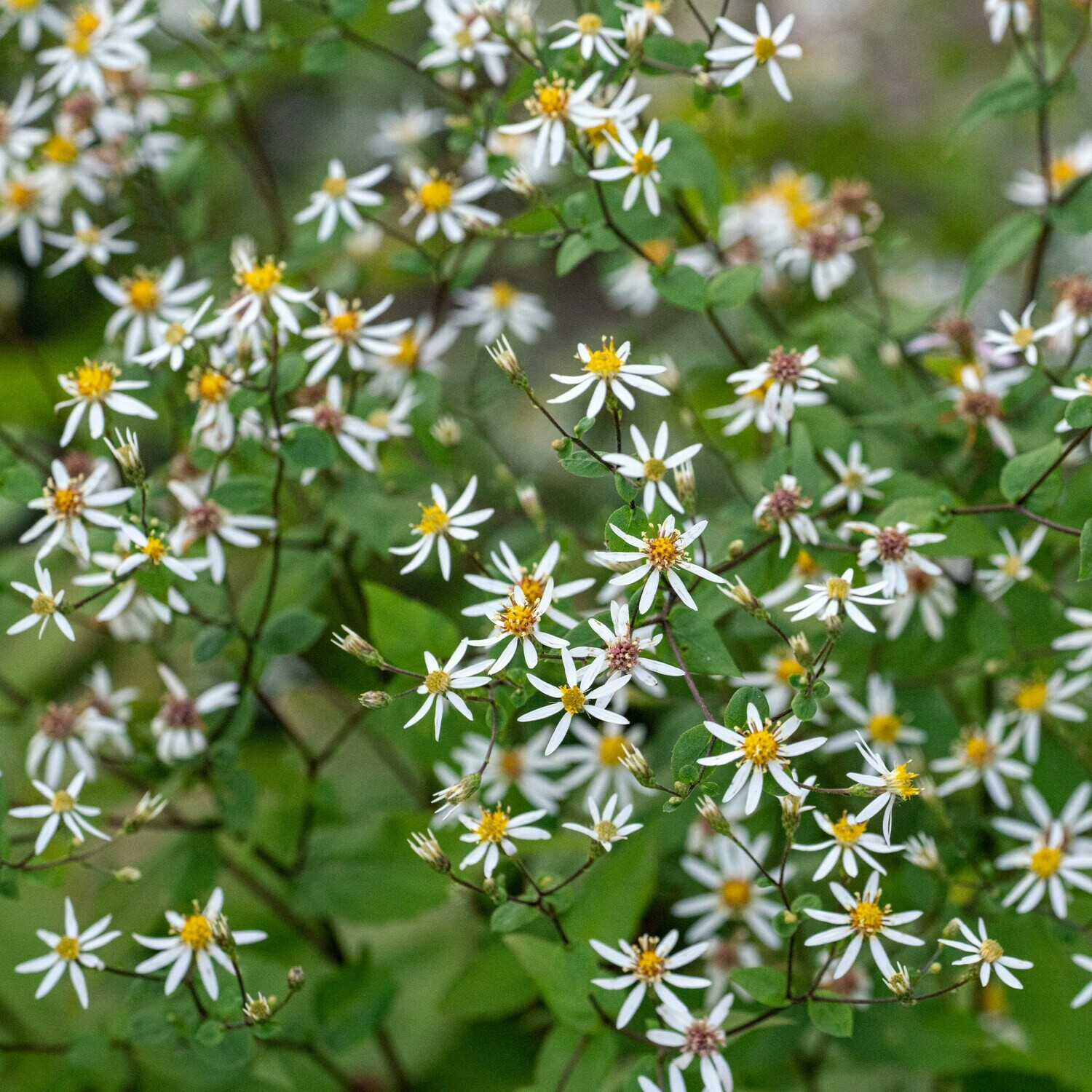 Eurybia divaricata - White Wood Aster Eurybia divaricata - White Wood Aster