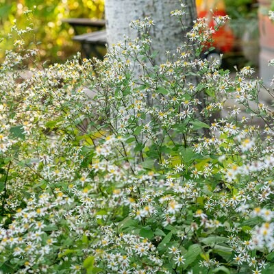 Eurybia divaricata - White Wood Aster
