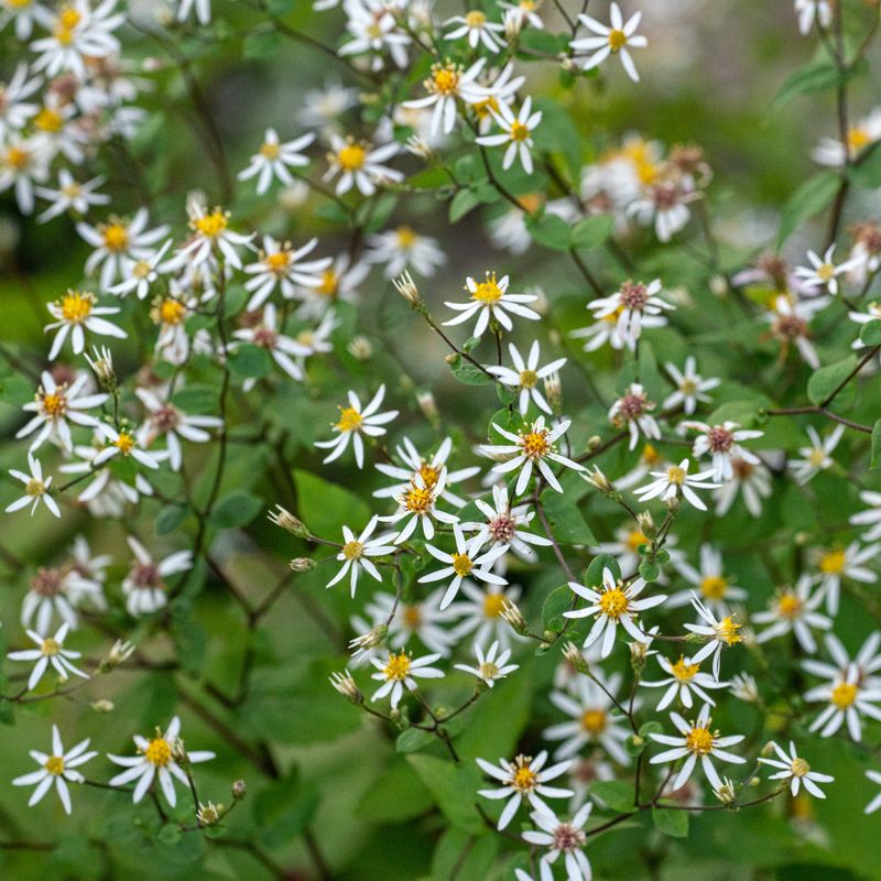 Eurybia divaricata - White Wood Aster Eurybia divaricata - White Wood Aster