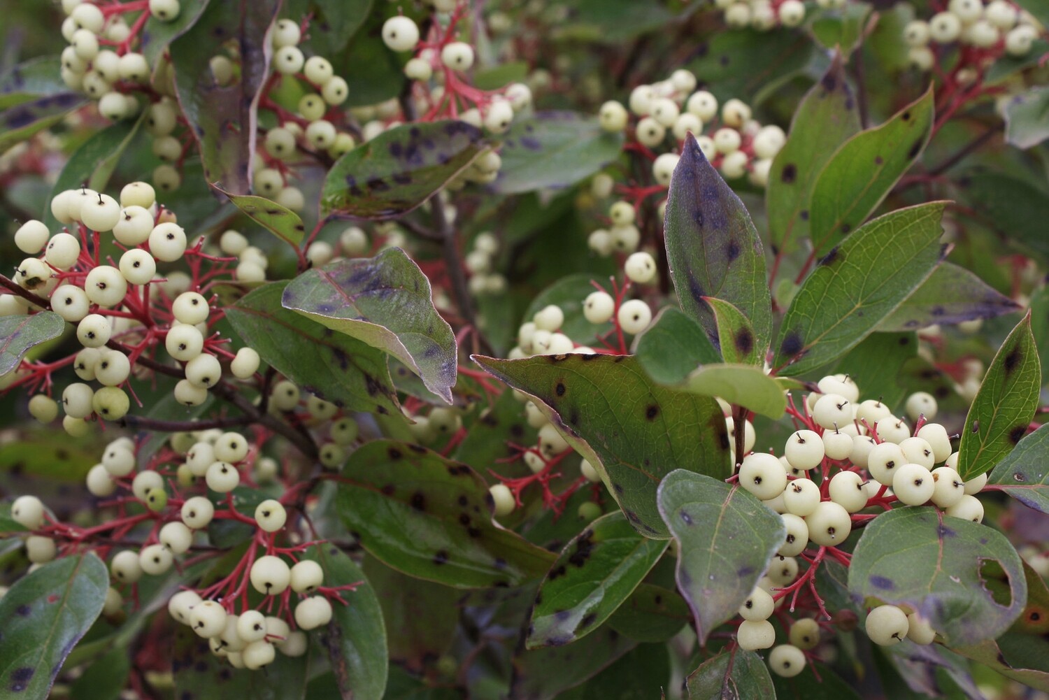 Cornus racemosa - Grey Dogwood