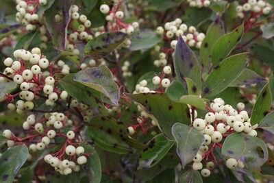 Cornus racemosa - Grey Dogwood