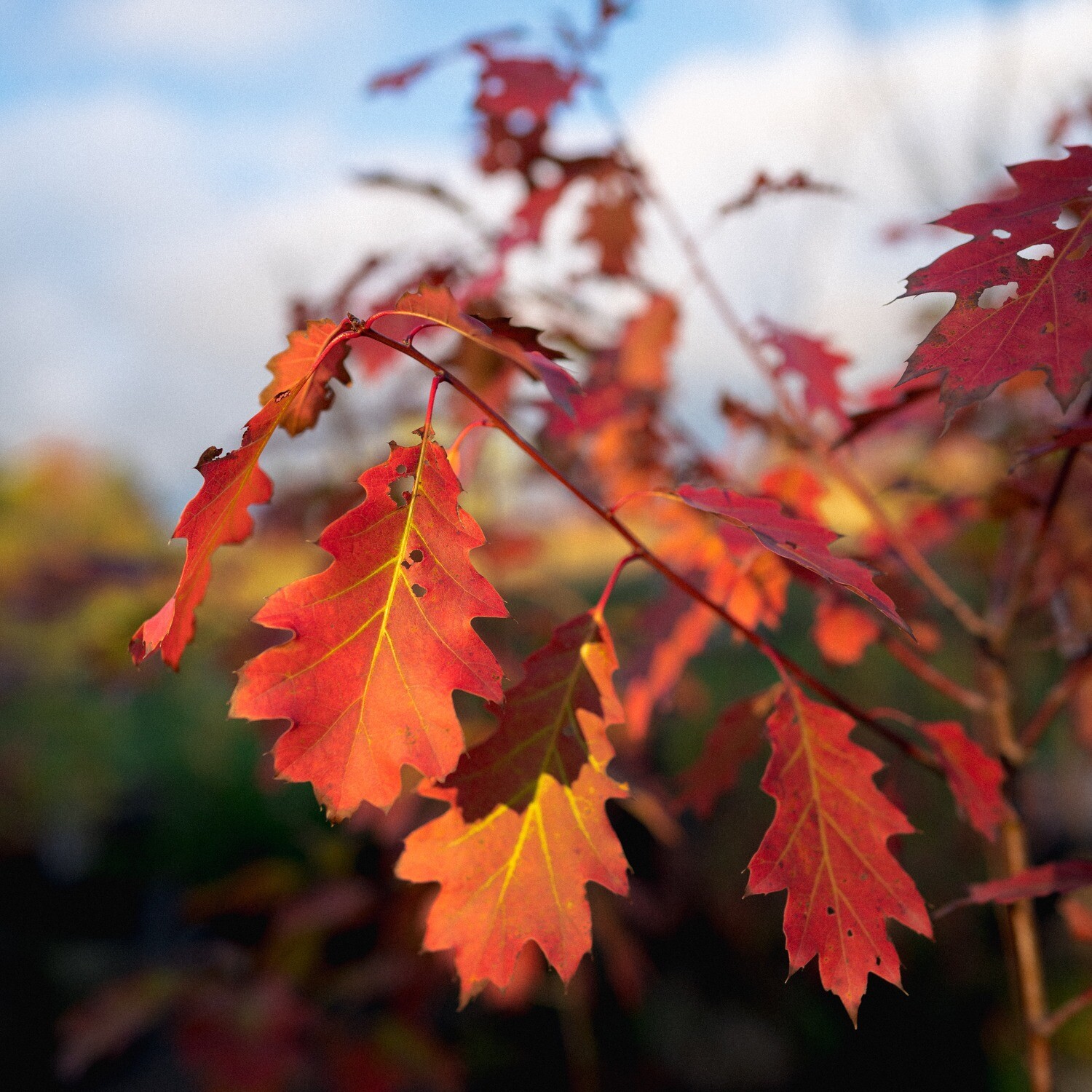 Quercus rubra - Red Oak