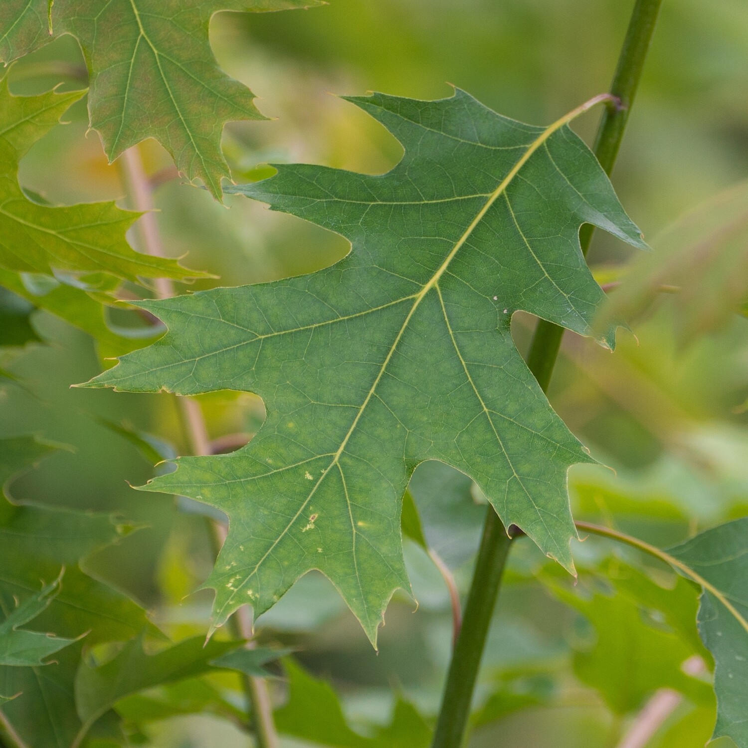 Quercus rubra - Red Oak