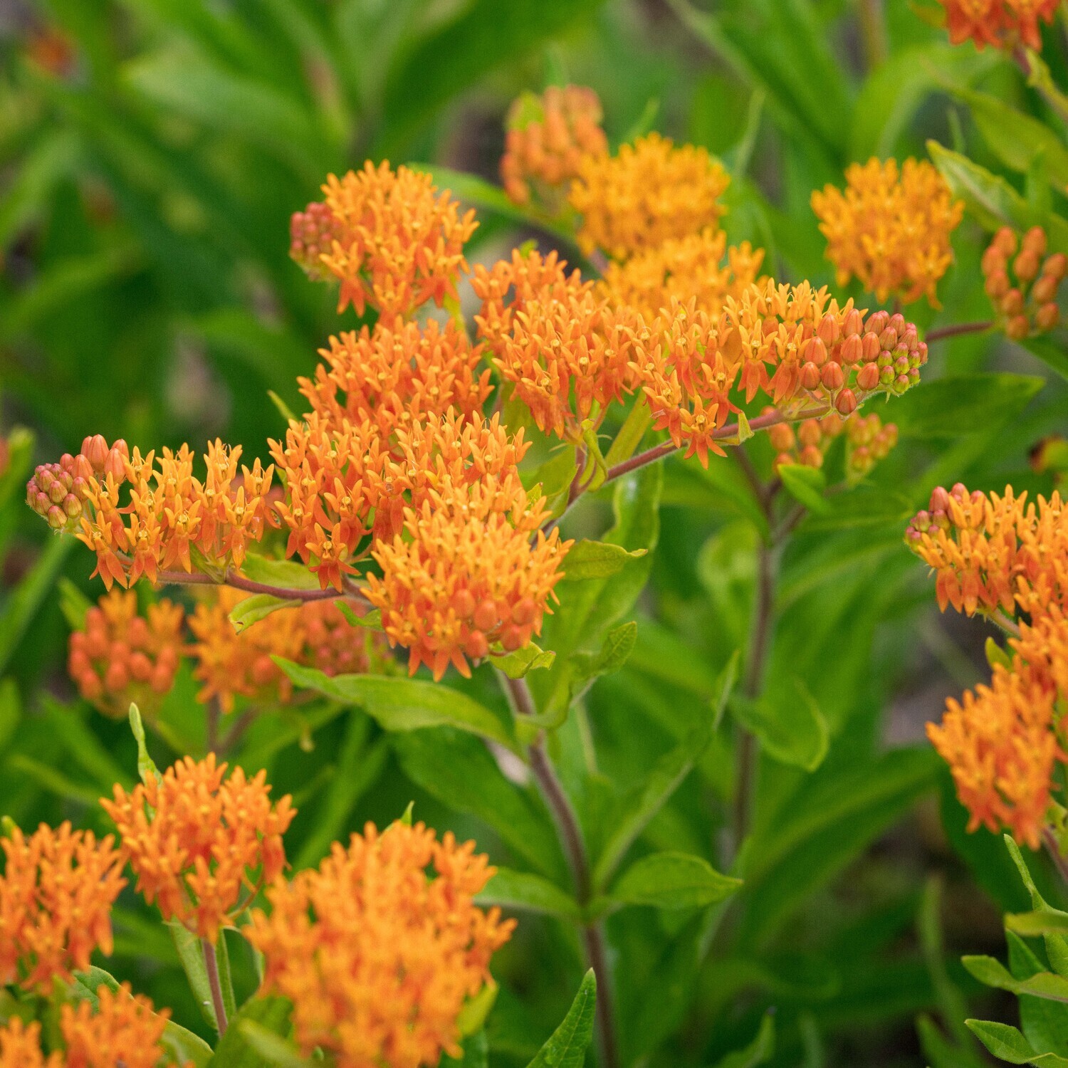 Asclepias tuberosa - Butterflyweed Asclepias tuberosa - Butterflyweed