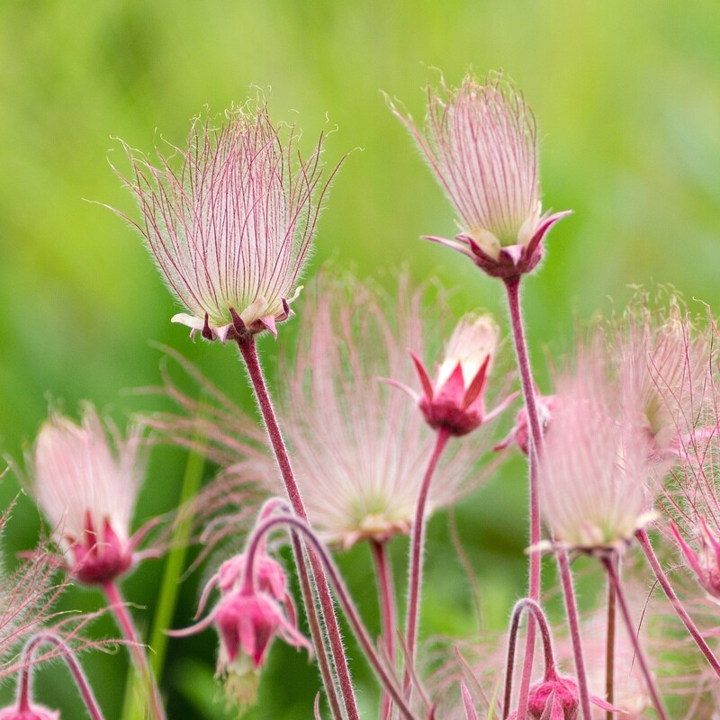 Geum triflorum - Prairie Smoke
