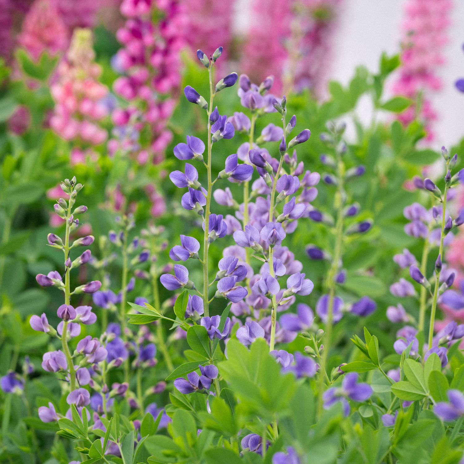 Baptisia australis - False Blue Indigo