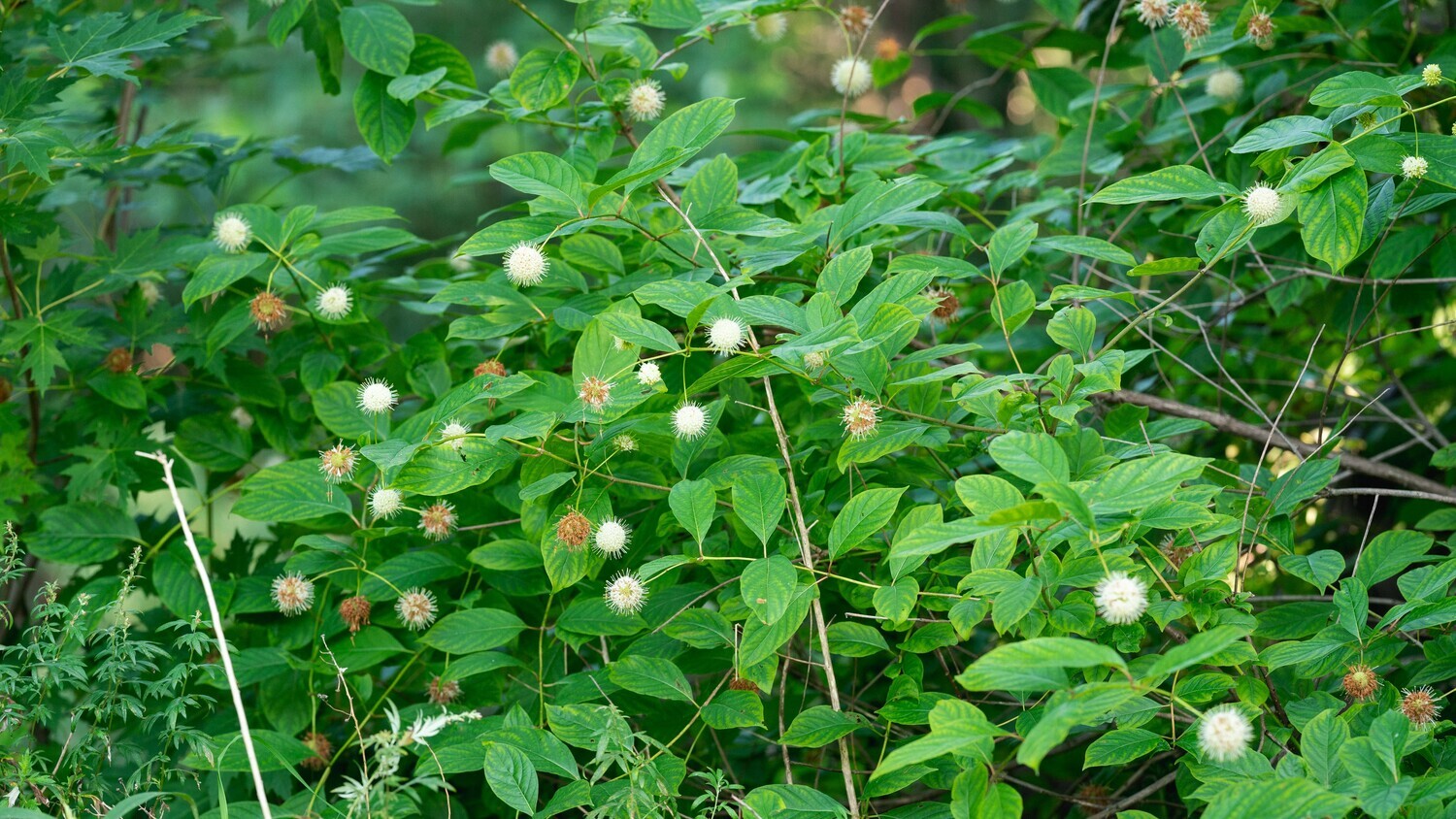 Cephalanthus occidentalis - Buttonbush