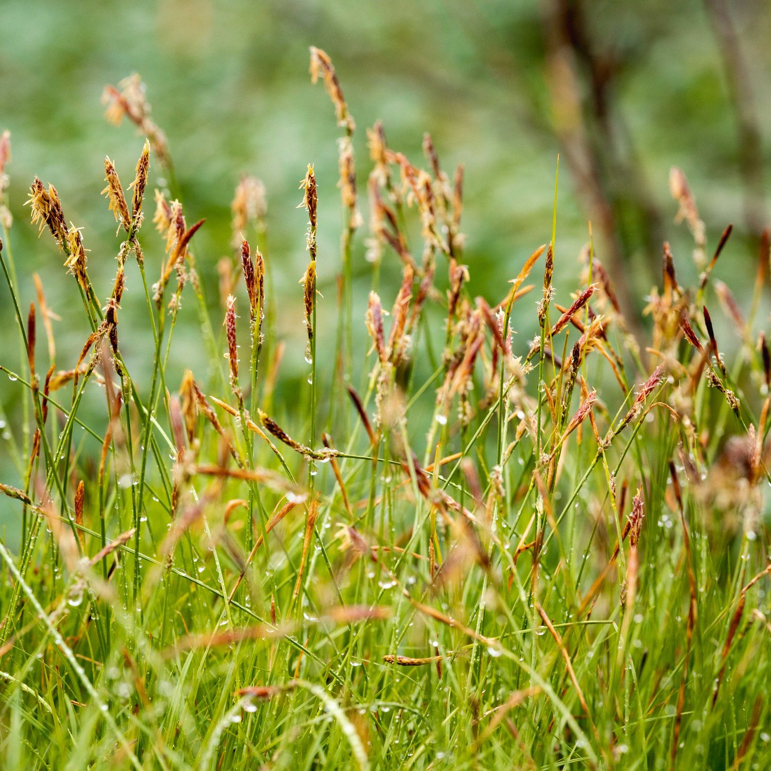 Carex pensylvanica - Pennsylvania Sedge Carex pensylvanica - Pennsylvania Sedge