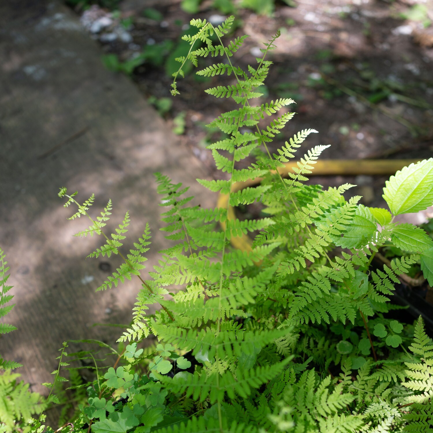 Athyrium filix-femina - Lady Fern
