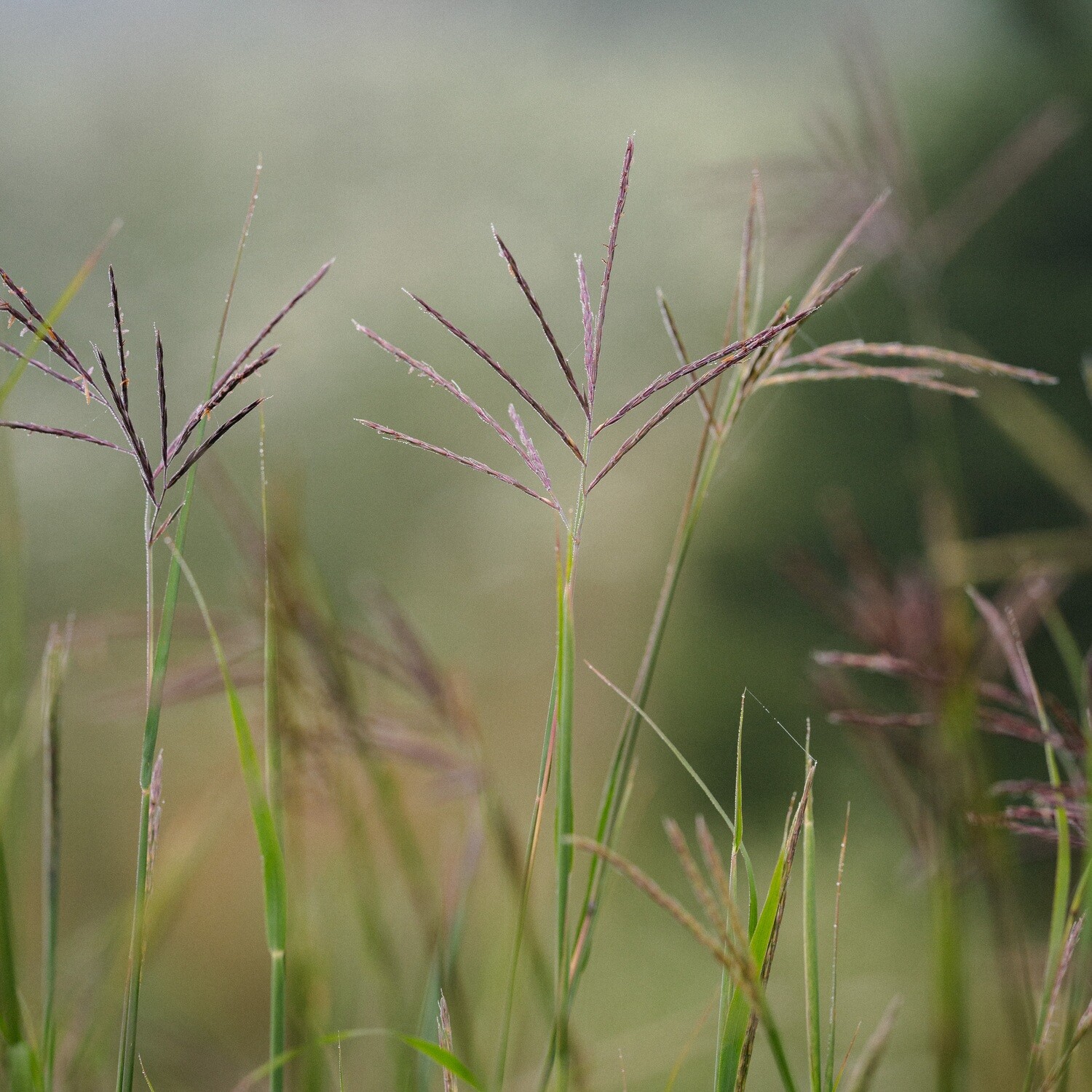 Andropogon gerardii - Big Bluestem Andropogon gerardii - Big Bluestem