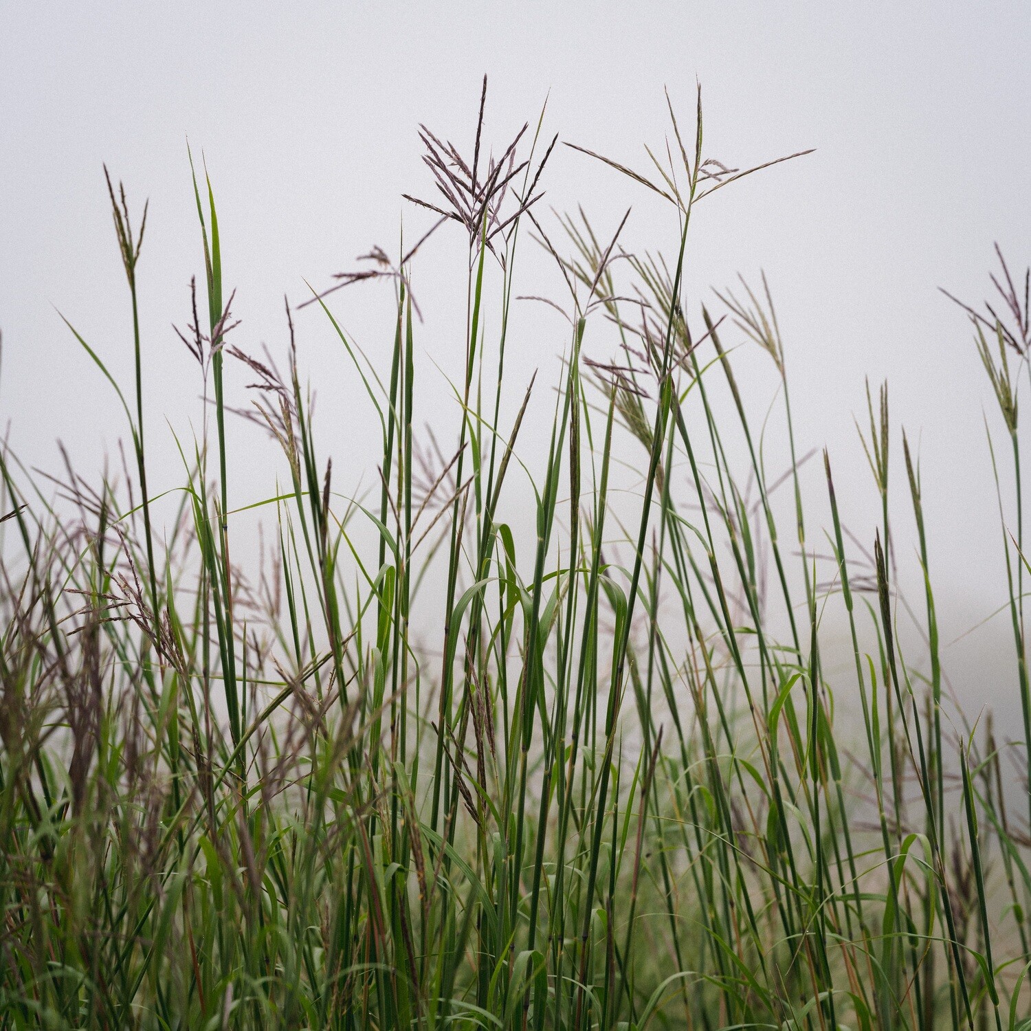 Andropogon gerardii - Big Bluestem