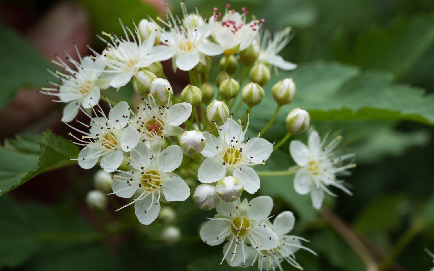 Physocarpus opulifolius - Ninebark Physocarpus opulifolius - Ninebark