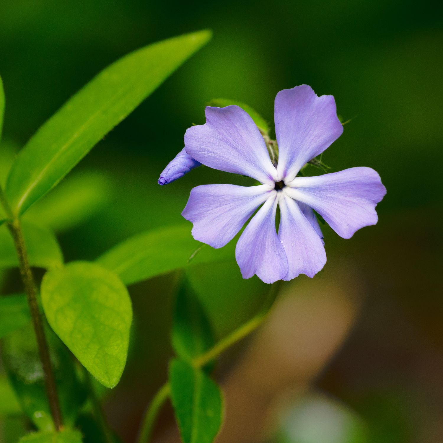 Phlox divaricata - Wild Blue Phlox