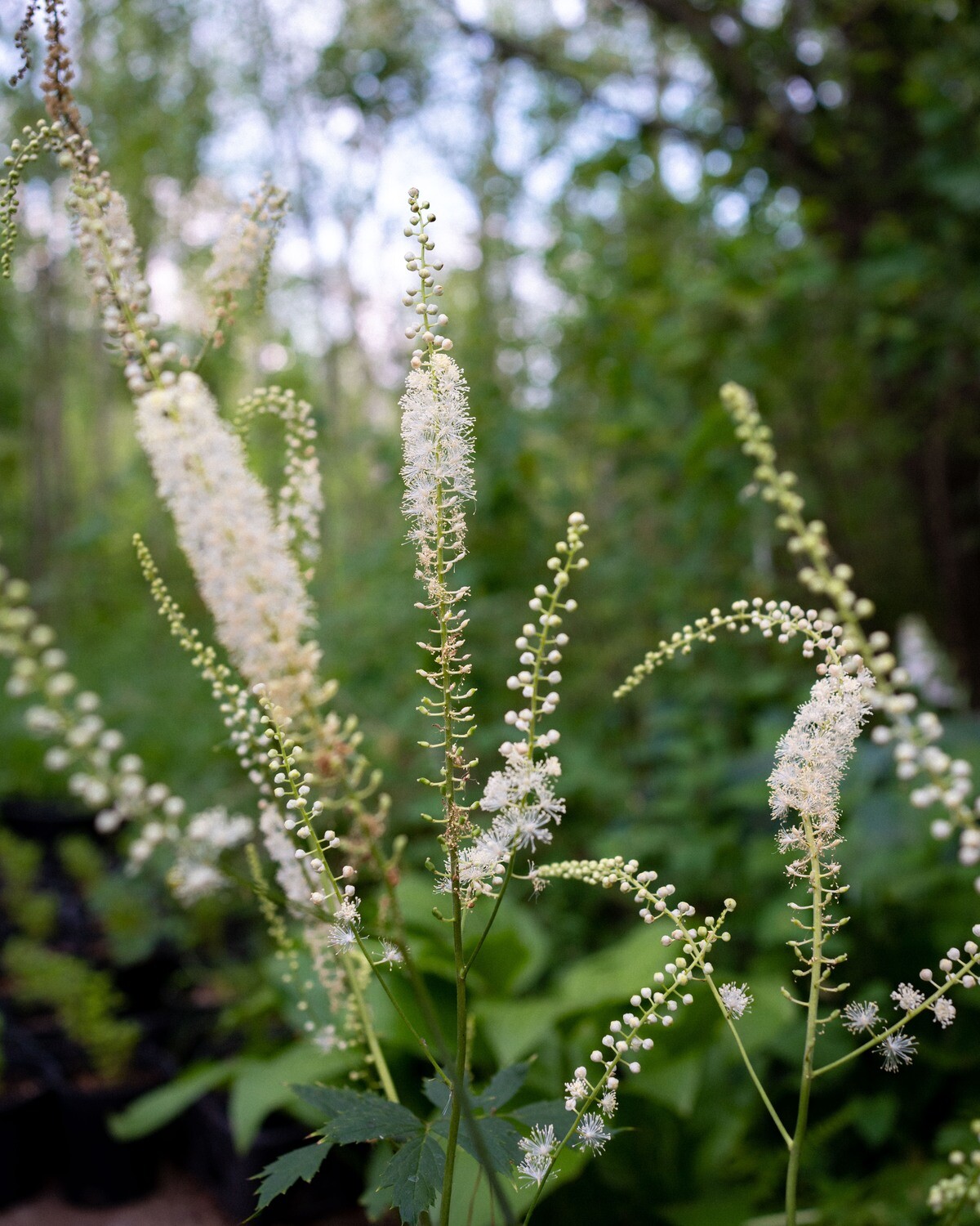Cimicifuga racemosa - Black Cohosh