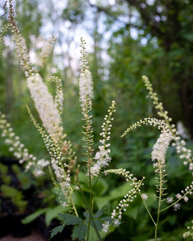 Cimicifuga racemosa - Black Cohosh Cimicifuga racemosa - Black Cohosh