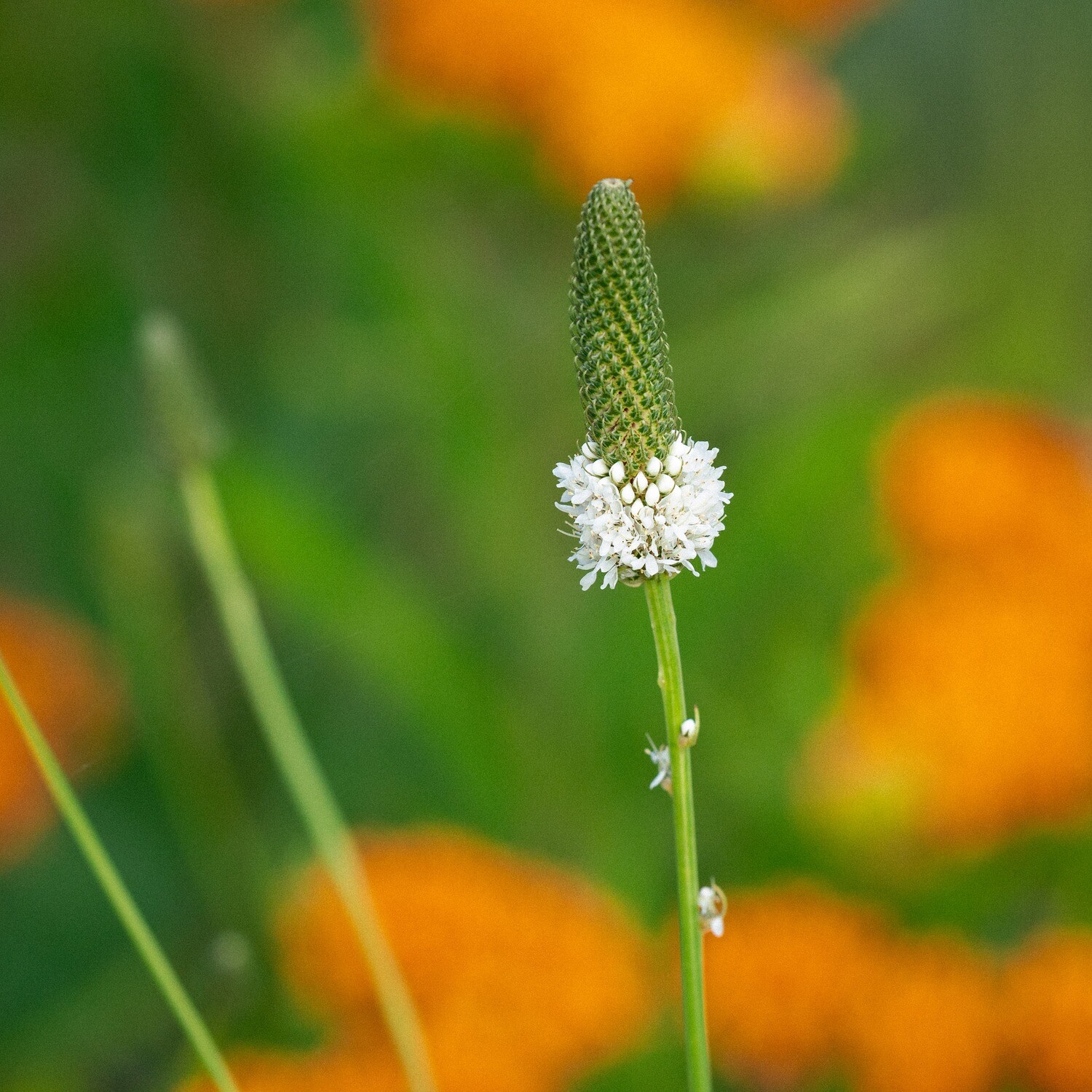 Dalea candida - White Prairie Clover