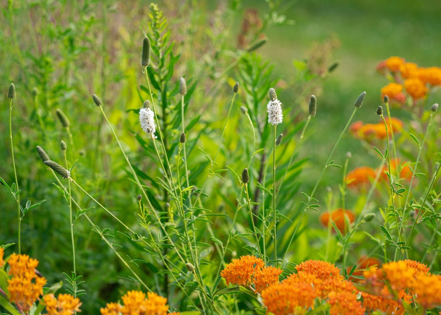 Dalea candida - White Prairie Clover