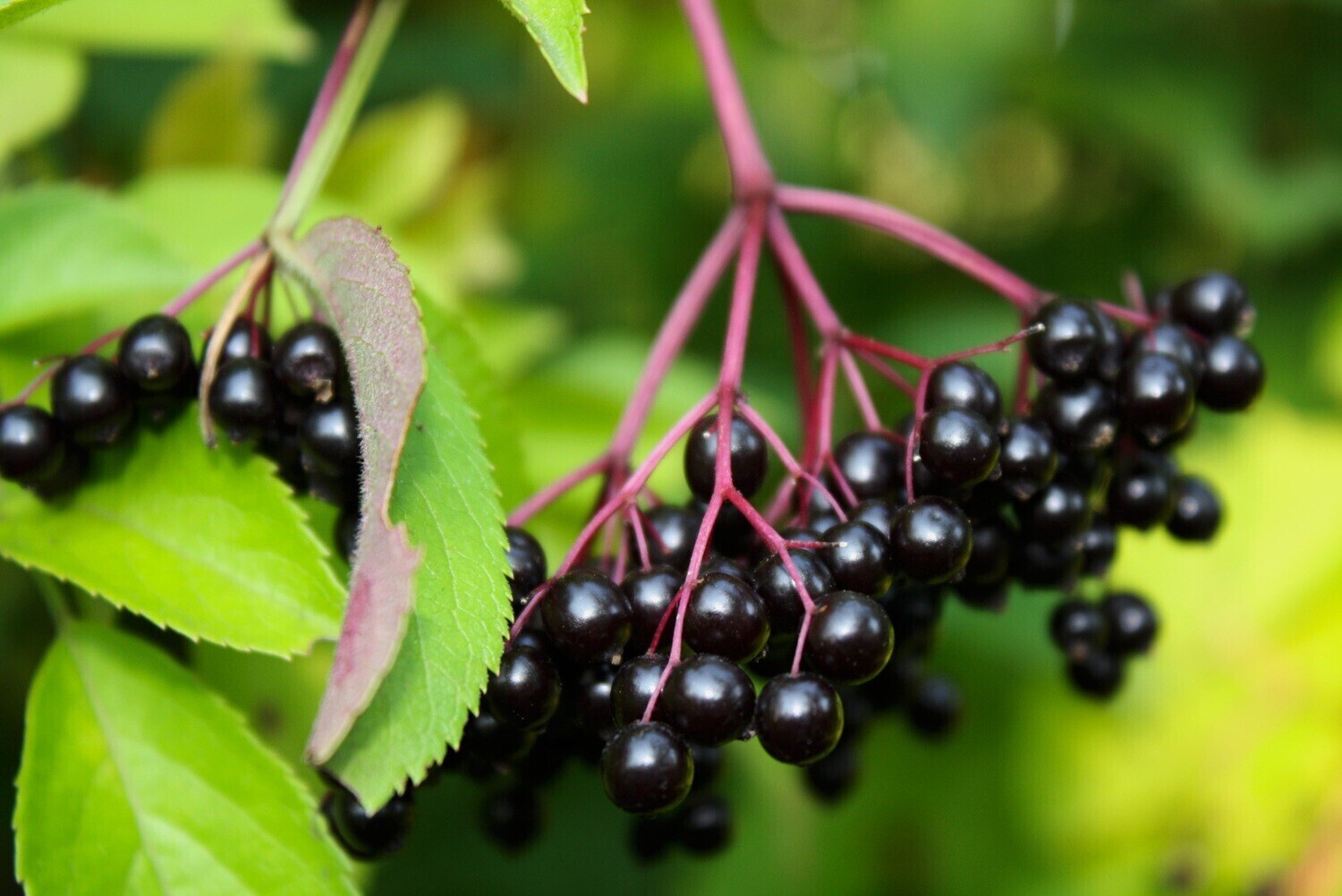 Sambucus canadensis - Common Elderberry Sambucus canadensis - Common Elderberry