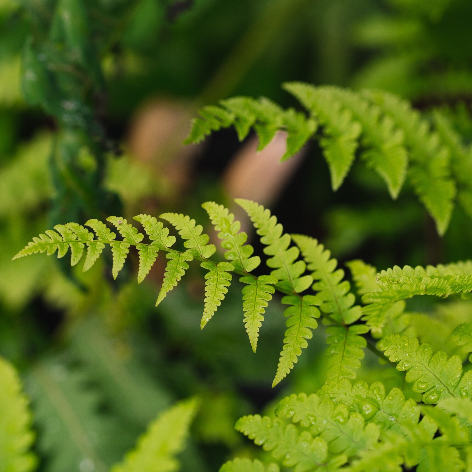 Dryopteris marginalis - Marginal Wood Fern
