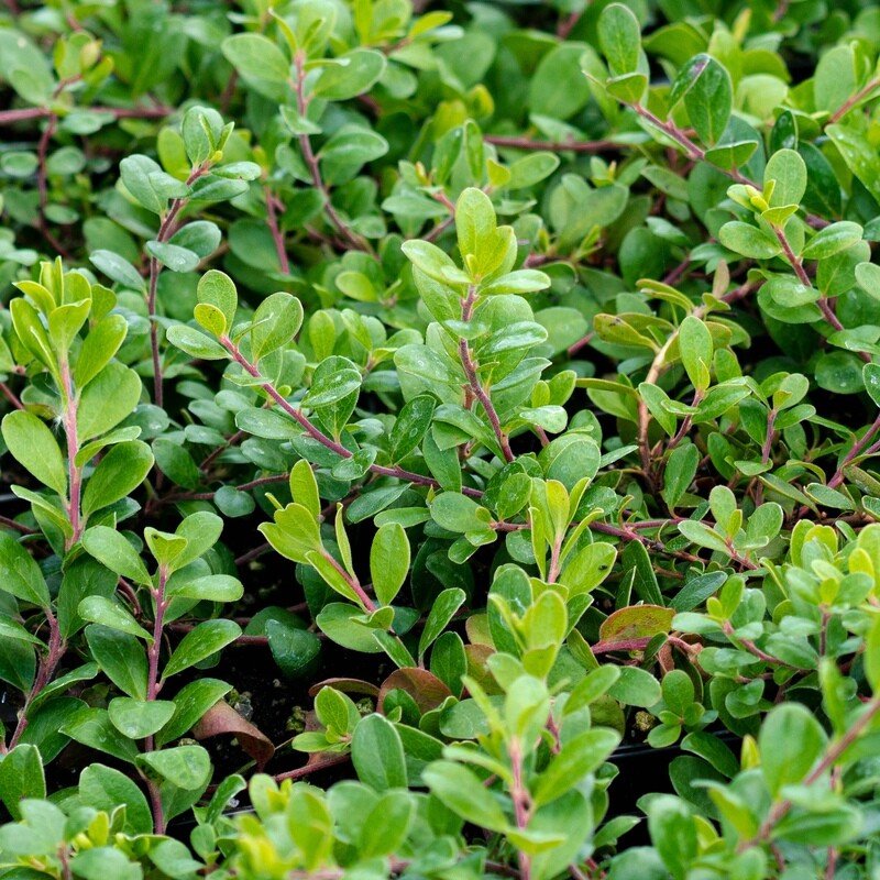 Arctostaphylos uva-ursi - Bearberry Arctostaphylos uva-ursi - Bearberry