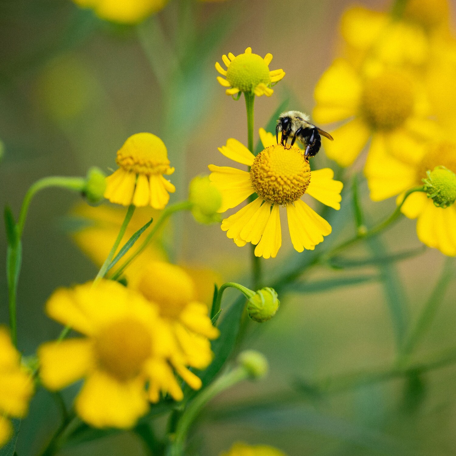 Helenium autumnale - Dogtooth Daisy