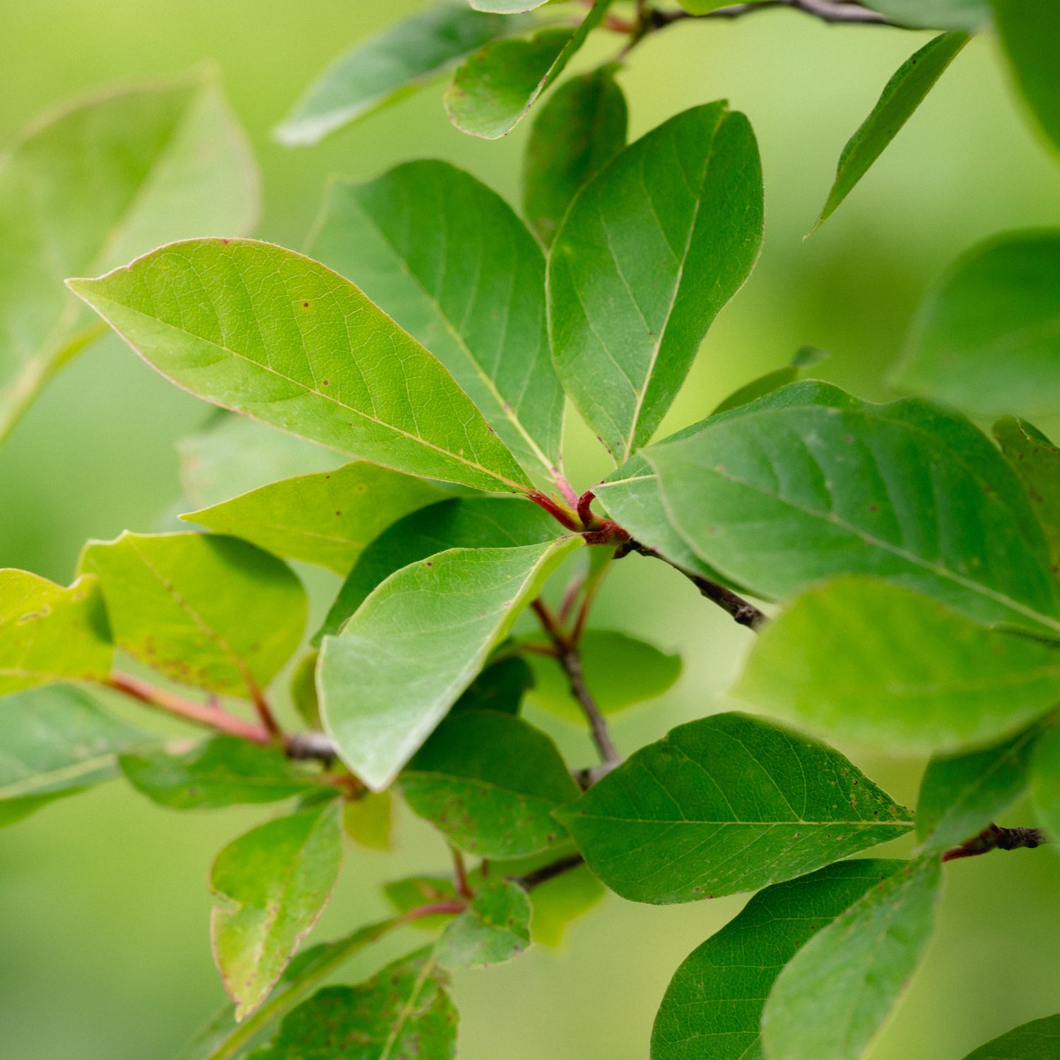 Nyssa sylvatica - Black Gum