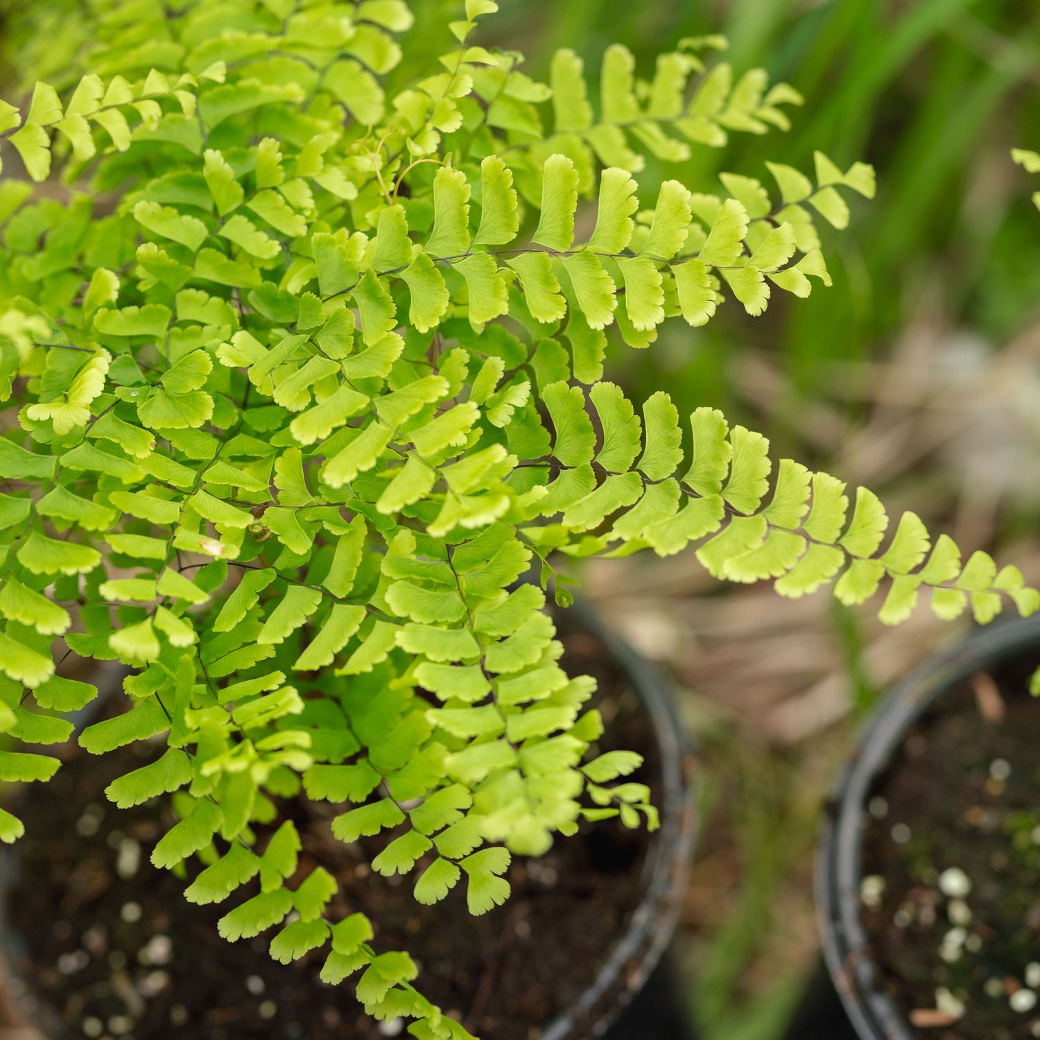 Adiantum pedatum - Northern Maidenhair Fern