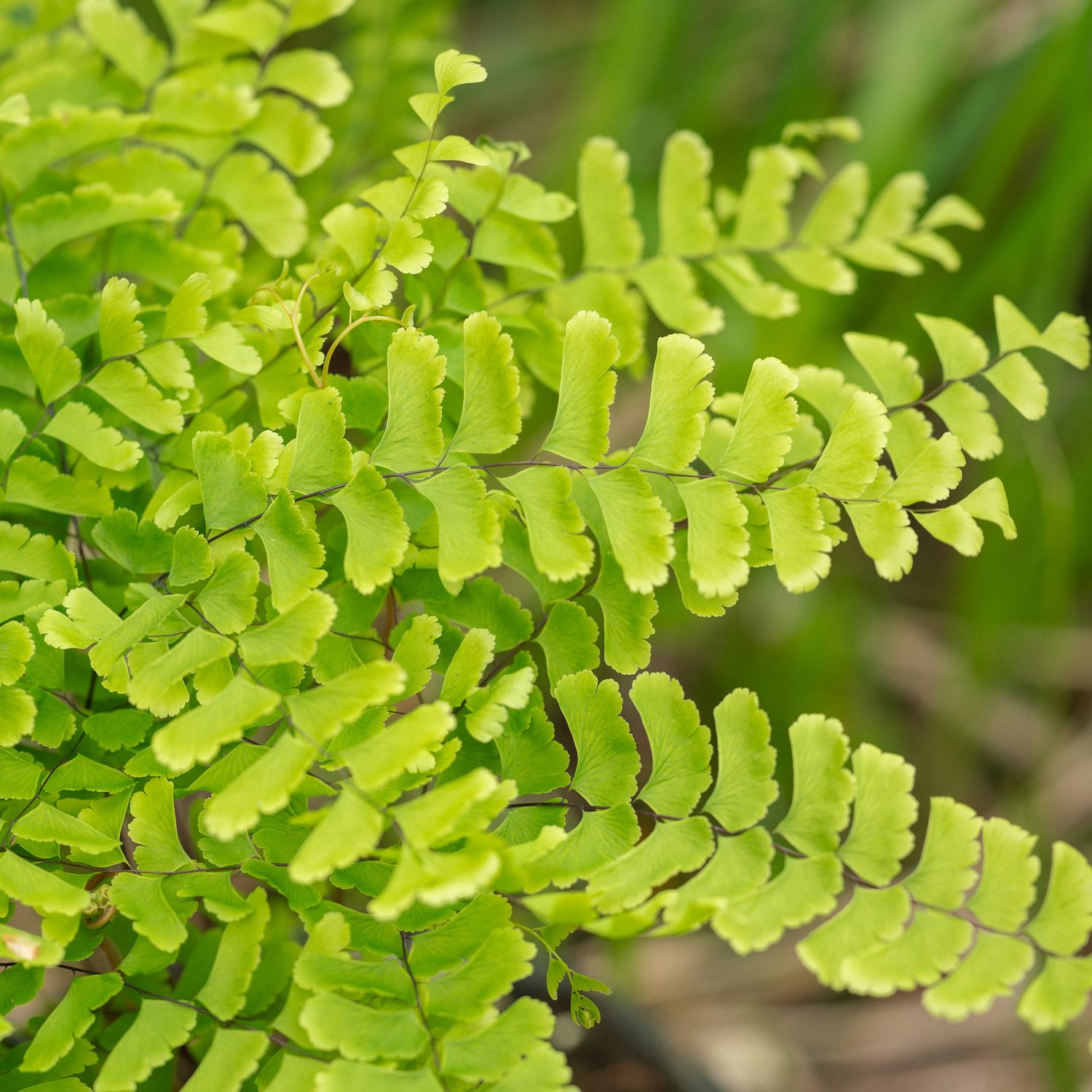 Adiantum pedatum - Northern Maidenhair Fern Adiantum pedatum - Northern Maidenhair Fern