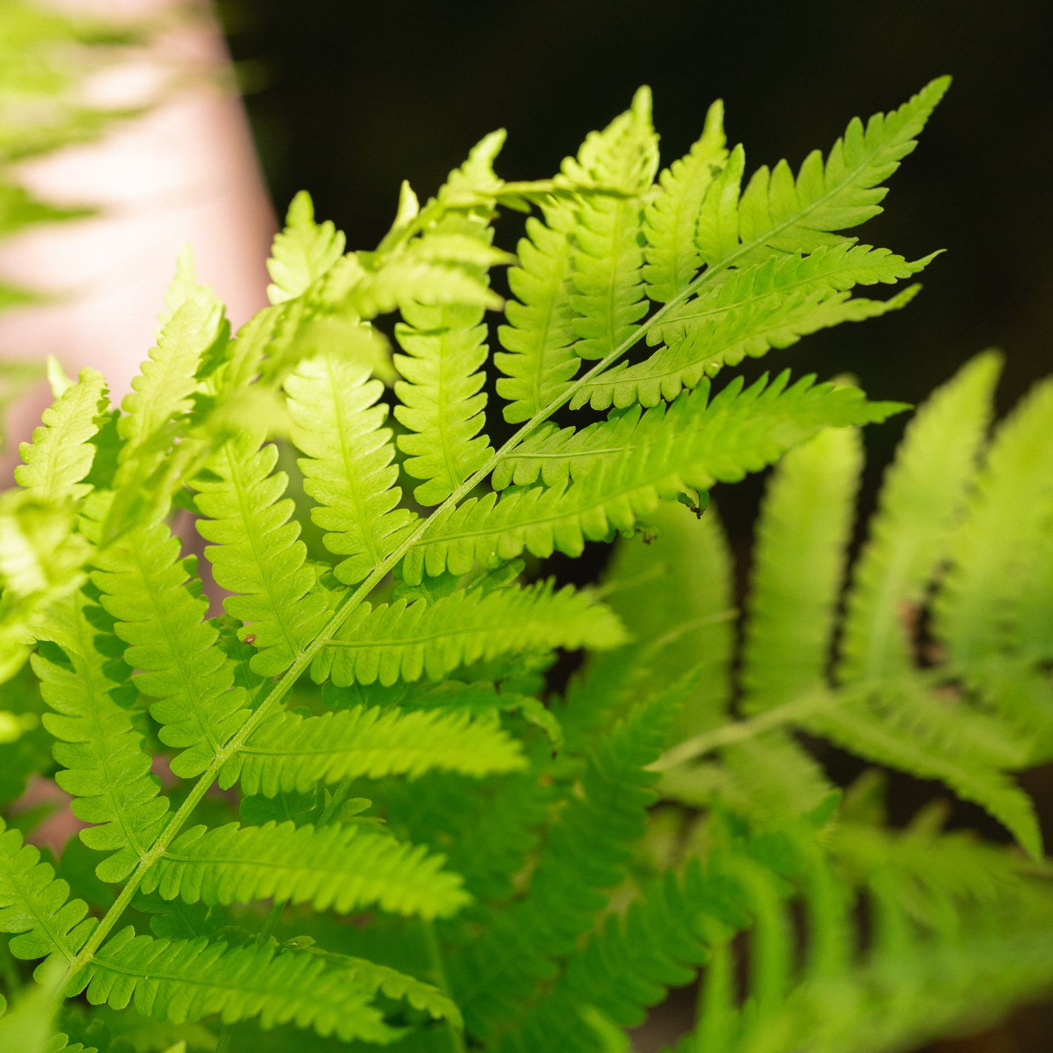 Matteuccia struthiopteris - Ostrich Fern