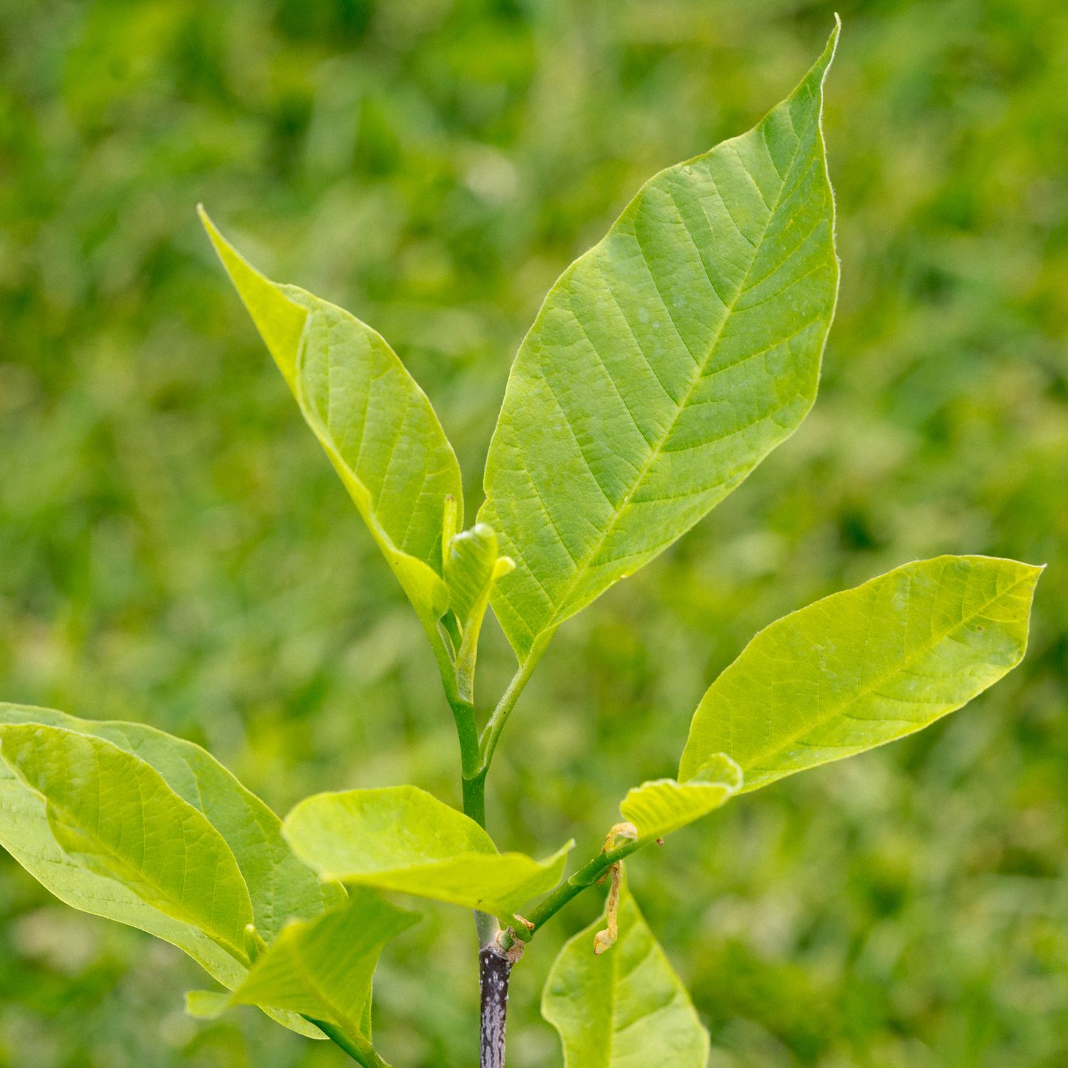 Magnolia acuminata - Cucumber Magnolia