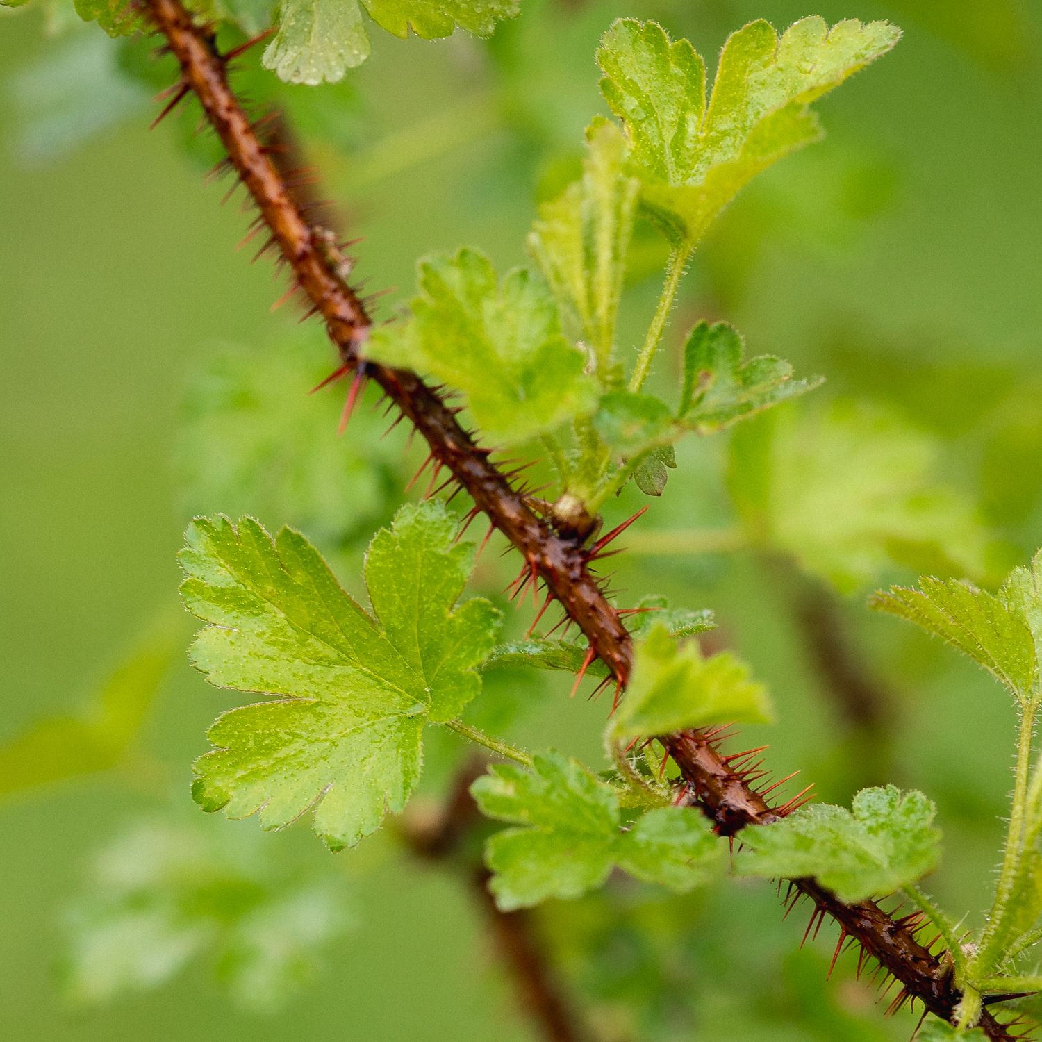 Ribes cynosbati - Prickly Gooseberry
