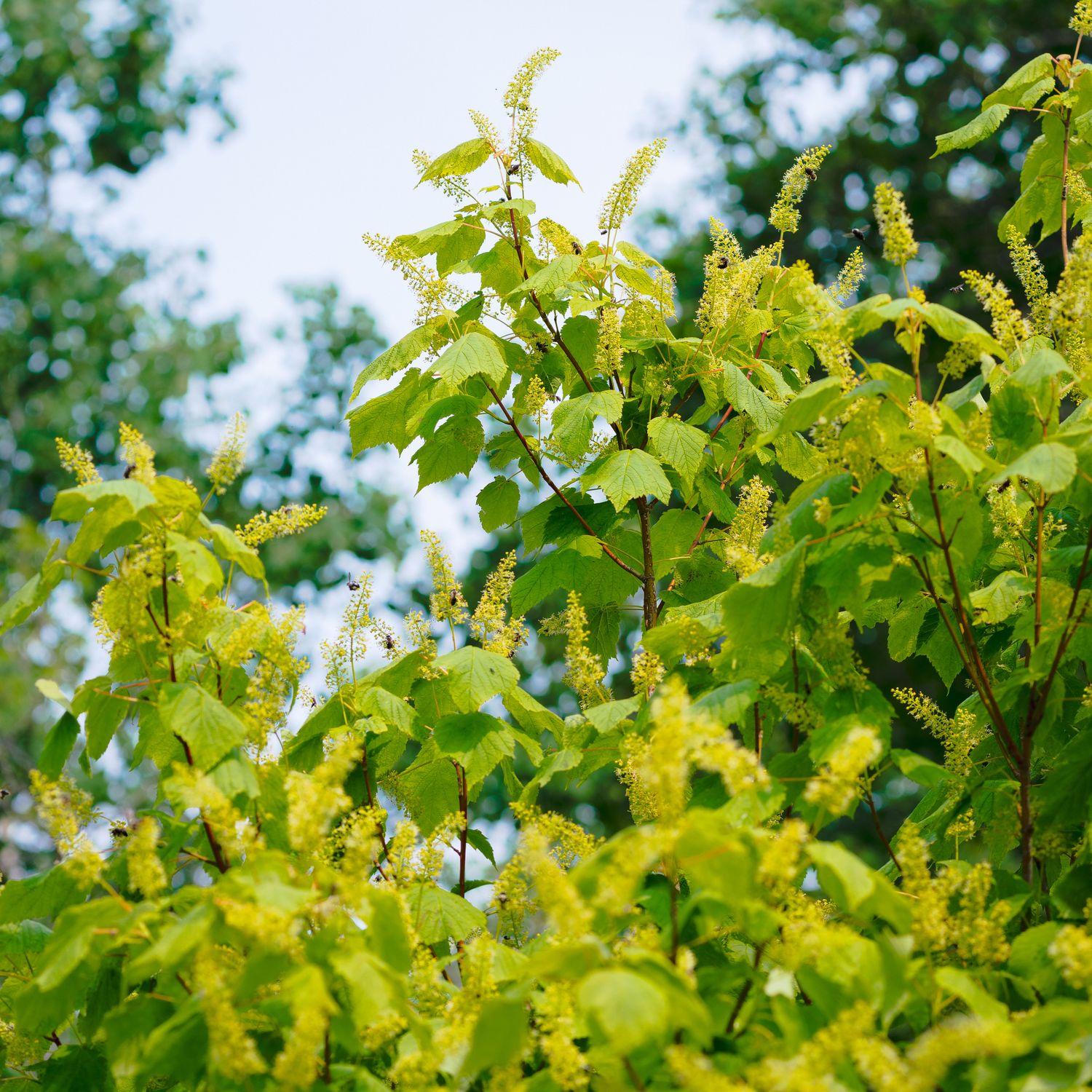 Acer spicatum - Mountain Maple