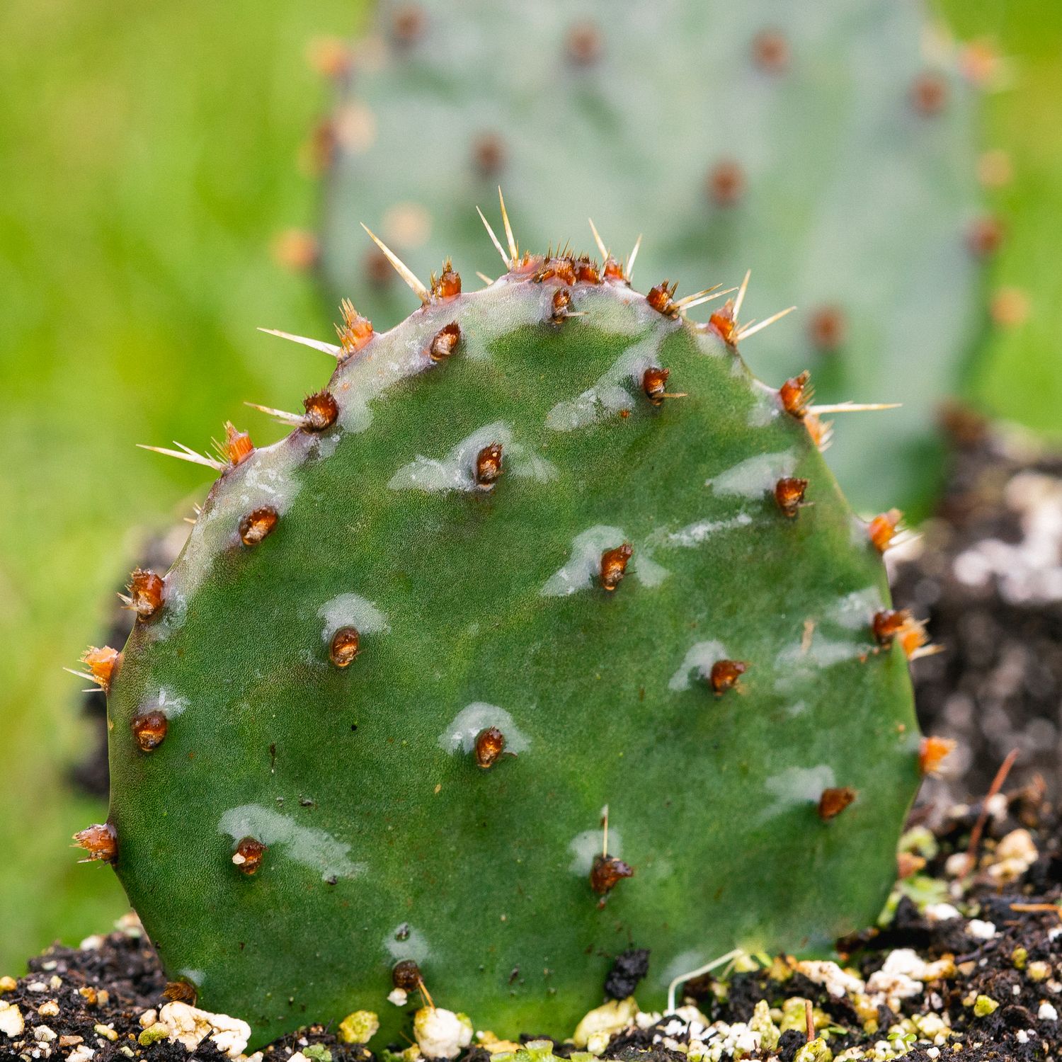 Opuntia humifusa - Prickly Pear Cactus Opuntia humifusa - Prickly Pear Cactus
