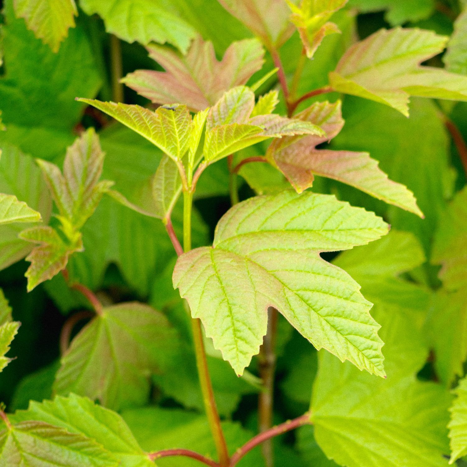 Viburnum opulus var. americanum - American Cranberry