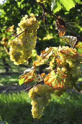 Unsere Weine