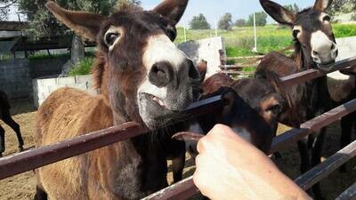Lace and Donkeys Private Tour from Larnaca