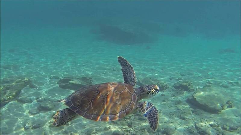 Cape Greco and Wildlife Spotting Guided Snorkeling Trip