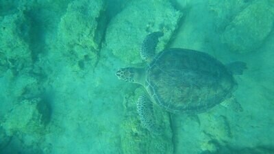 Private Guided Snorkelling 5 hour Trip Sea Caves Cape Greco and Turtle Spotting