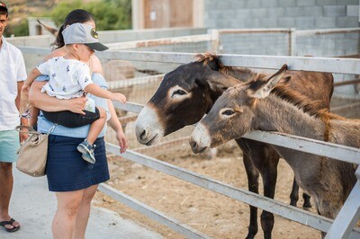 Lefkara Village Donkey Farm and Camel Park from Larnaca