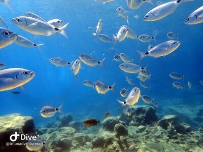 Green Bay Snorkelling trip from Ayia Napa