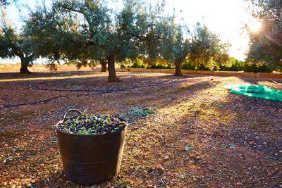 Olive Farm Private Tour with tasting from Ayia Napa Protaras