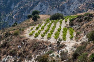 Wine Tours Larnaca